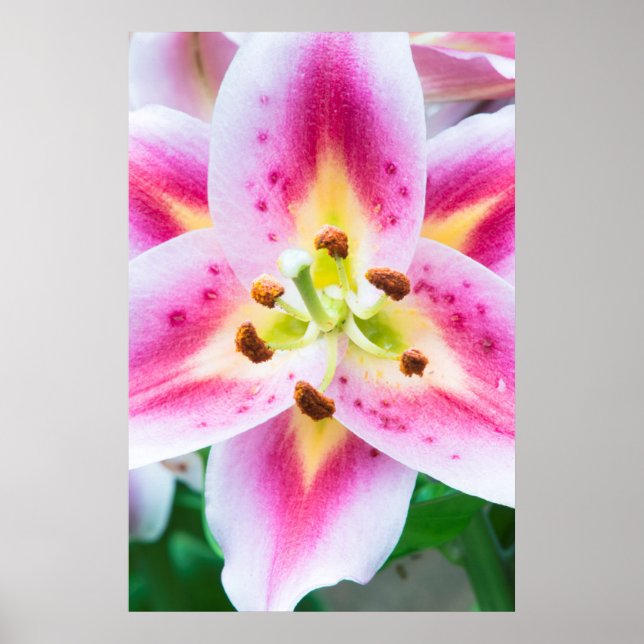 Lily Close-up Poster (Framsidan)