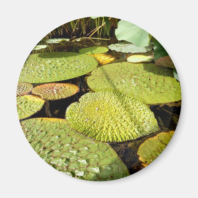 Lily Dynors Magnet (Framsidan)