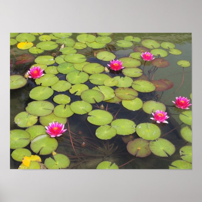 Lily dynors och Lotus Flowers Poster (Framsidan)