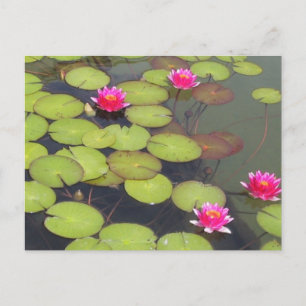 Lily Dynors och Lotus Zen Post Card Vykort