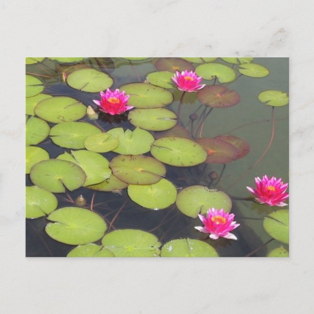 Lily Dynors och Lotus Zen Post Card Vykort (Framsida)