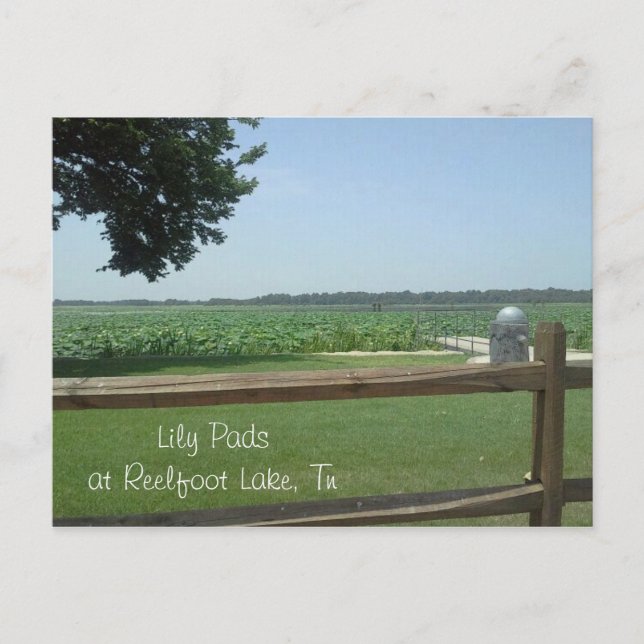 Lily Dynors vid Reelfoot Sjö, Tn Vykort (Framsida)