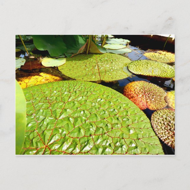 Lily Dynors vykort (Framsida)