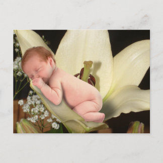 Lily Flower Baby vycard Vykort