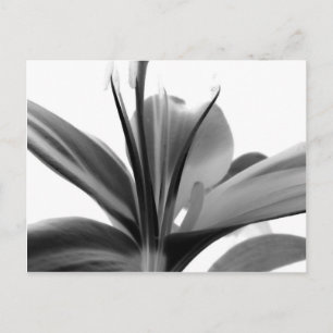 Lily Flower Black and White Floral Photography Vykort