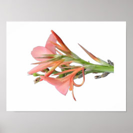 Lily Flower Botanical Art Poster