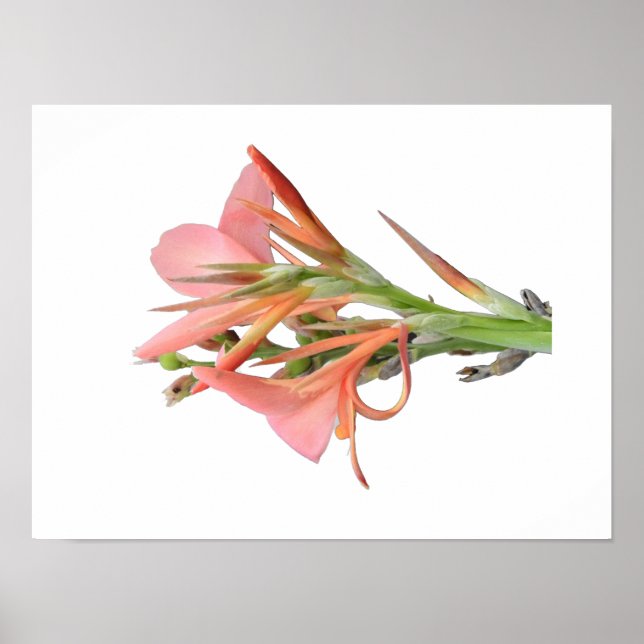 Lily Flower Botanical Art Poster (Framsidan)