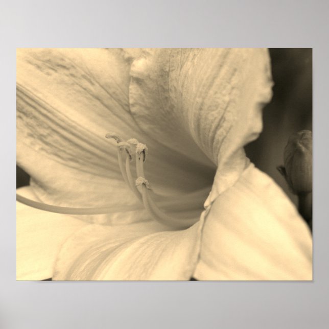 Lily Flower Close up in Sepia Tint Poster (Framsidan)
