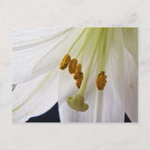 Lily Flower Macro-vykort Vykort