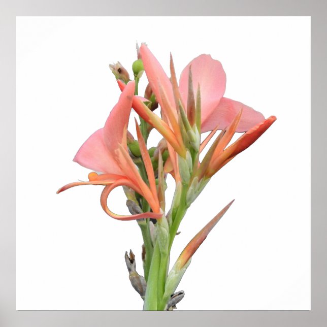 Lily Flower Poster (Framsidan)