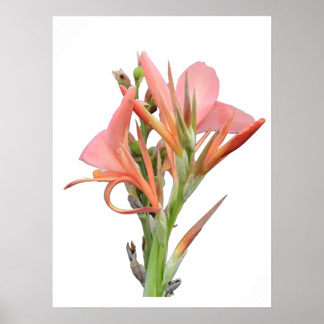 Lily Flower Poster (Framsidan)