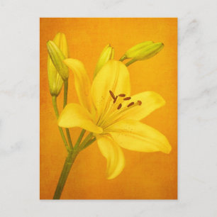 Lily Flower Vykort