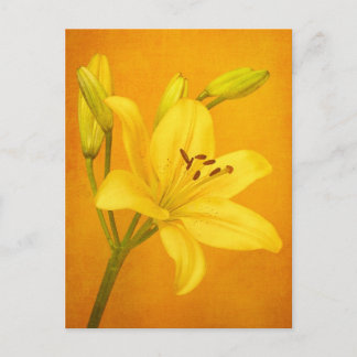Lily Flower Vykort