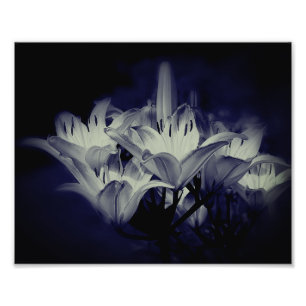 Lily Flowers in Black and White 8x10 Fototryck