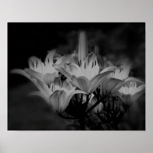 Lily Flowers in Black and White Poster