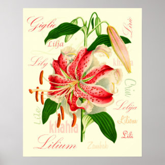 Lily Flowers Poster