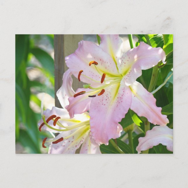 Lily Flowers Trädgård vykort Rosa Liljor anpassade (Framsida)
