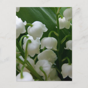 Lily Flowers White Blommars Peace Kärlek Destiny Vykort