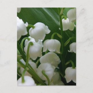 Lily Flowers White Blommars Peace Kärlek Destiny Vykort