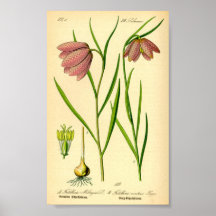 Lily (Fritillaria meleagris)