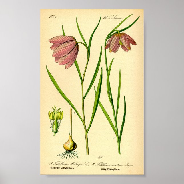 Lily (Fritillaria meleagris) Poster (Framsidan)