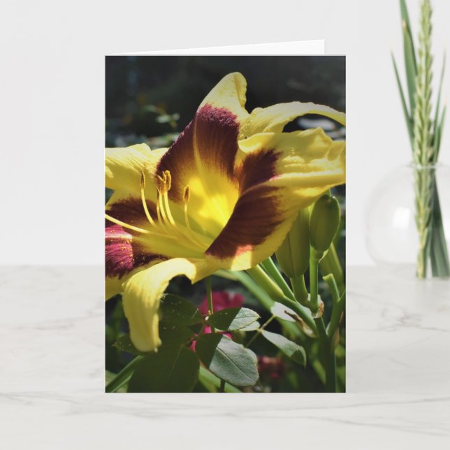 Lily, kort (Framsida)