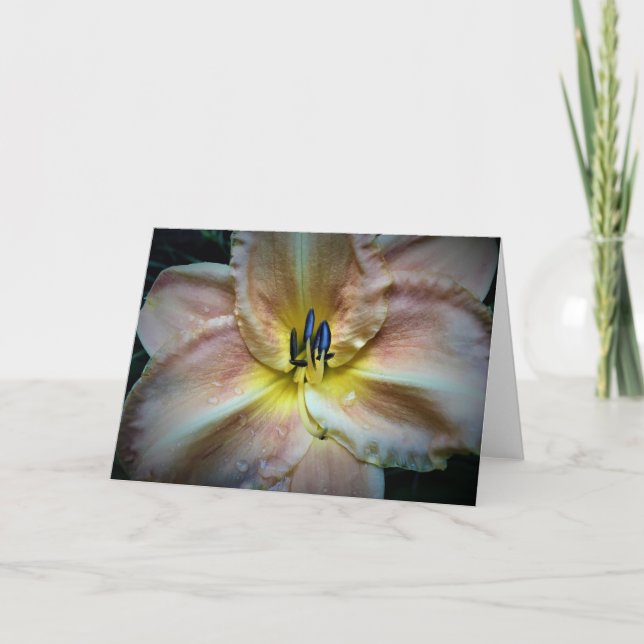 Lily, kort (Framsida)