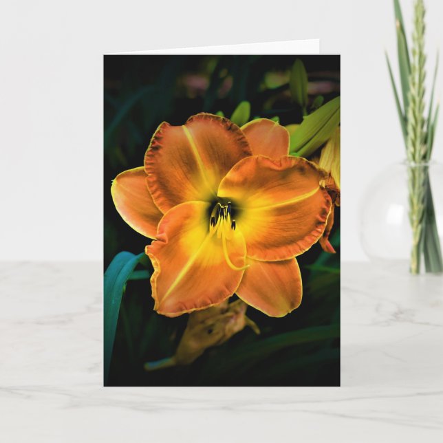 Lily, kort (Framsida)