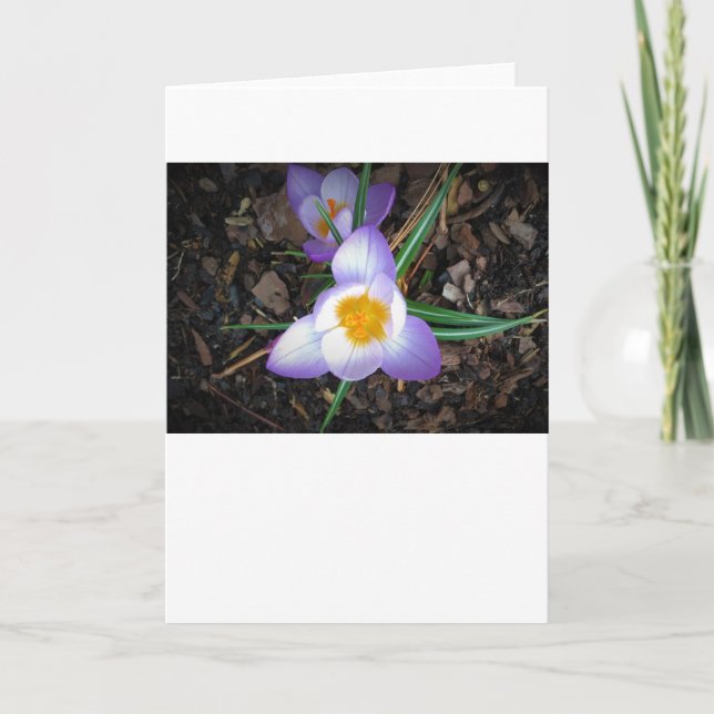 Lily, kort (Framsida)