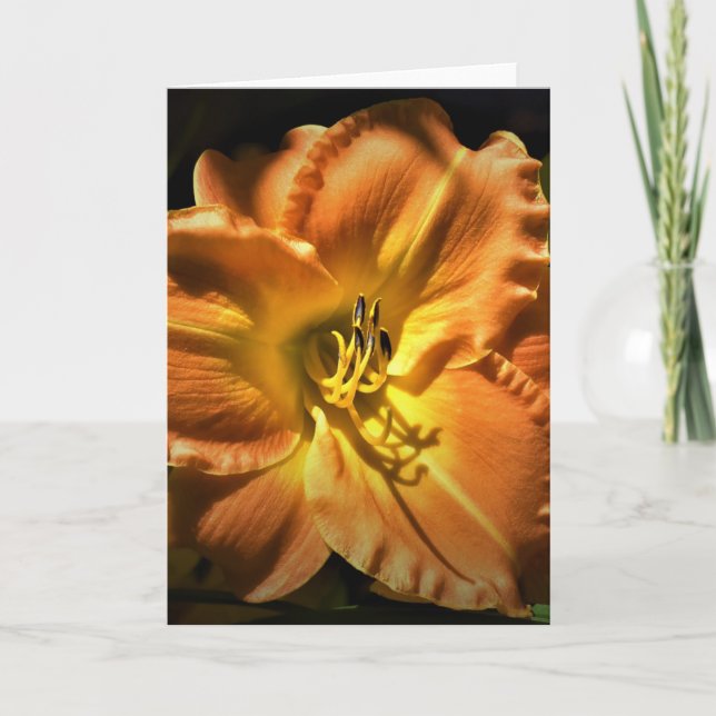 Lily, kort (Framsida)