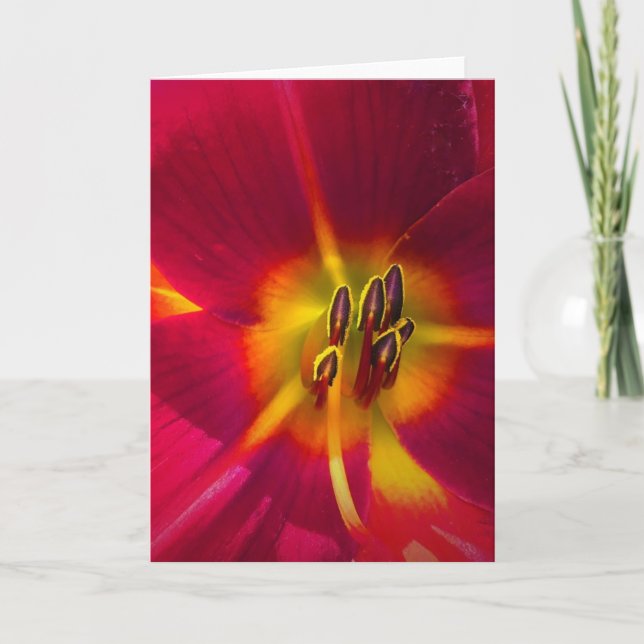 Lily, kort (Framsida)