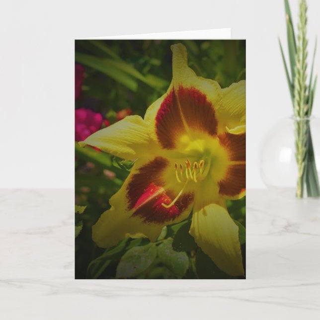 Lily, kort (Framsida)