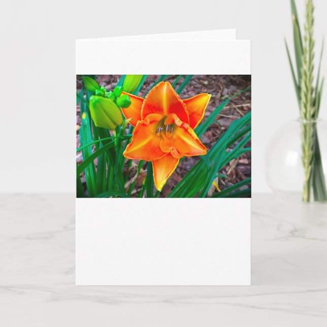 Lily, kort (Framsida)