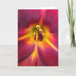 Lily, kort