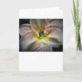 Lily, kort