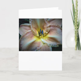 Lily, kort