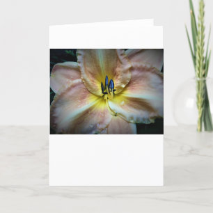 Lily, kort
