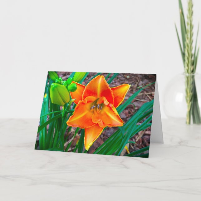 Lily, kort (Framsida)