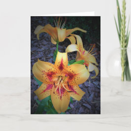 Lily, kort