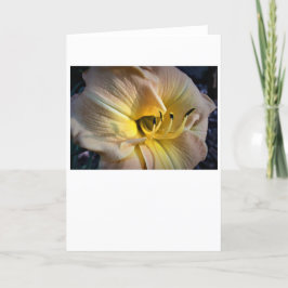 Lily, kort