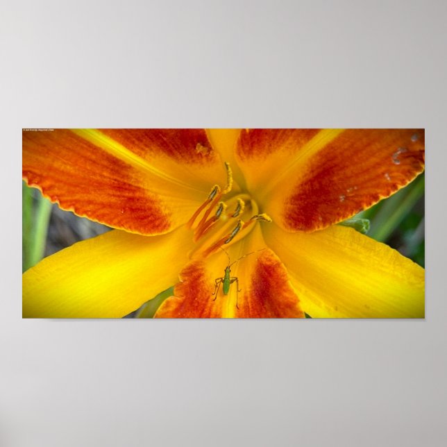 Lily & Kryp, Poster (Framsidan)