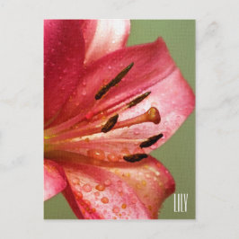 Lily Lodrät vykort