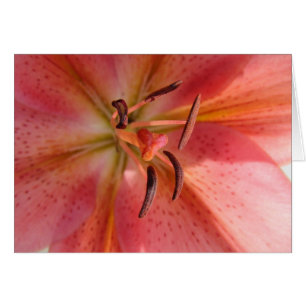 Lily Macro Flower Photo Hälsningskort