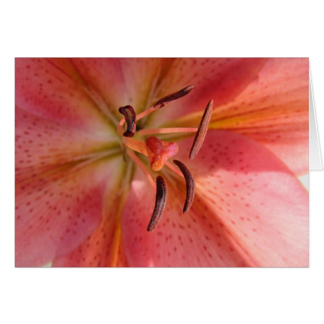 Lily Macro Flower Photo Hälsningskort (Framsidan Horizontal)