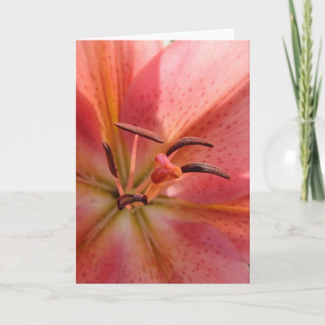 Lily Macro Kort (Framsida)