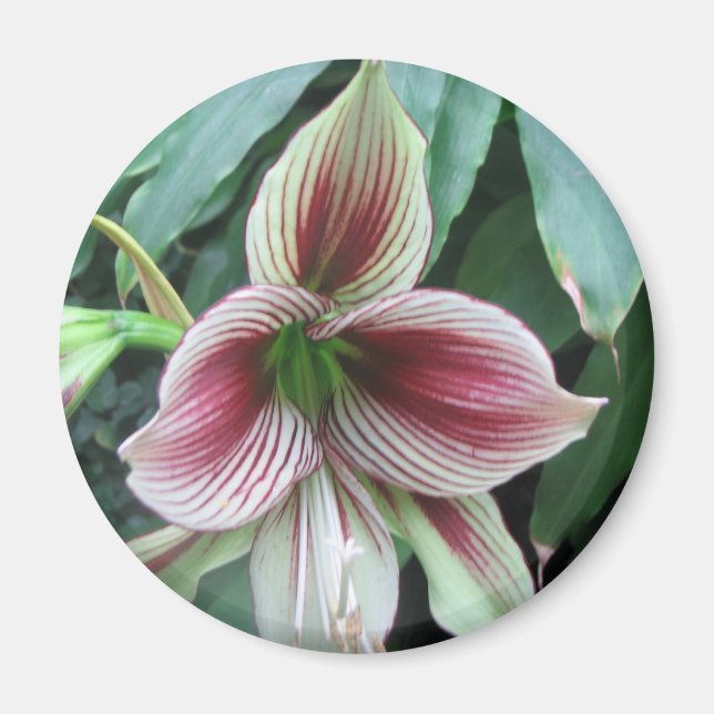 Lily Magnet (Framsidan)