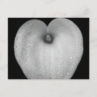 Lily med regndroppar vykort