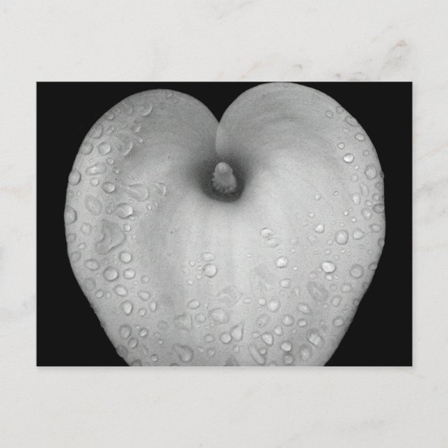 Lily med regndroppar vykort (Framsida)