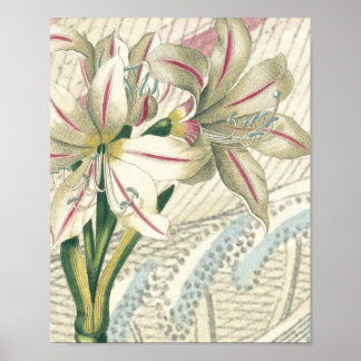 Lily med utvidgningen poster