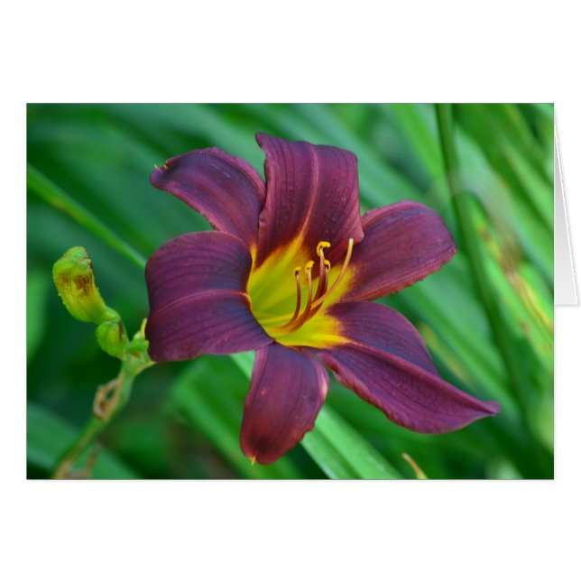 Lily Notecard Hälsningskort (Framsidan Horizontal)